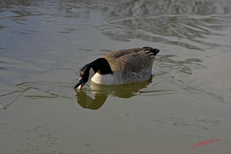 Cjp_2008_12_12_135026 (1).jpg
